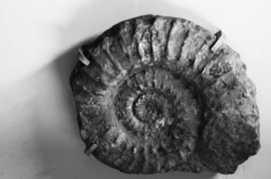 Museo Geologico "Giovanni Capellini"